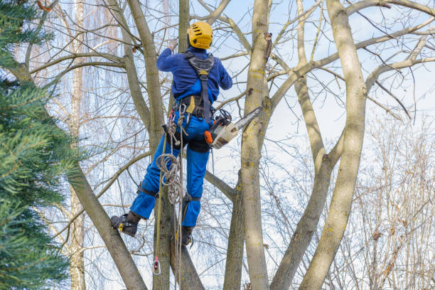 Harbor Beach, MI Tree Care Services Company