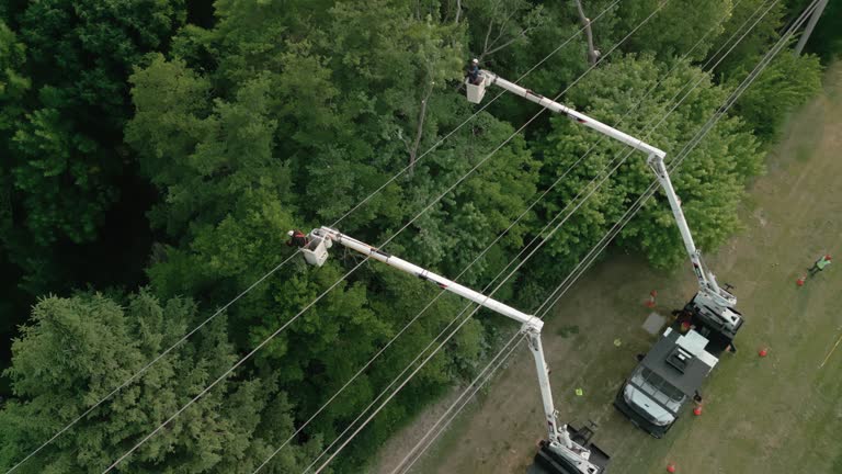 Best Fruit Tree Pruning  in Harbor Beach, MI